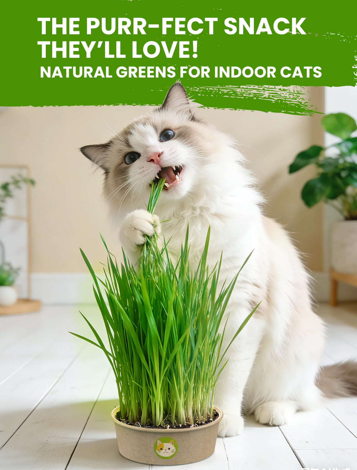 3 Pack Cat Grass Kit with Biodegradable Pots, Soil & Seeds J795665