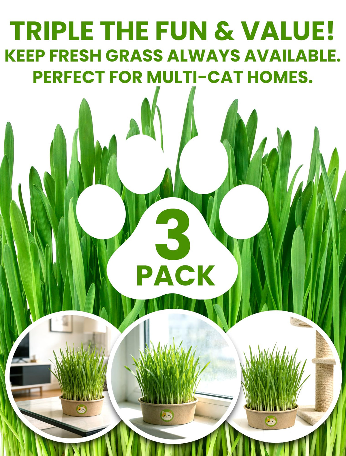 3 Pack Cat Grass Kit with Biodegradable Pots, Soil & Seeds J795665