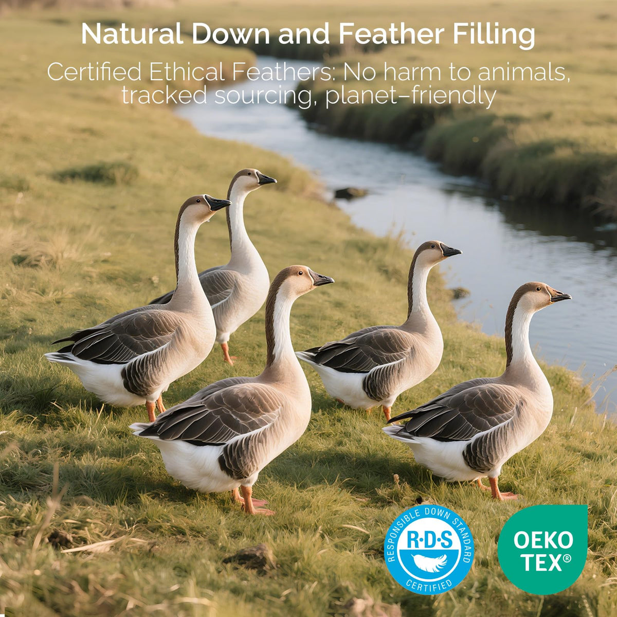 Goose Feather and Down King Size Pillows Set of 2 A4451